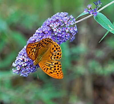 Buddleja davidii - komule davidova - květenství (3)